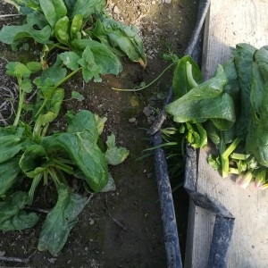 links: spinazieplant na oogst, rechts: oogst