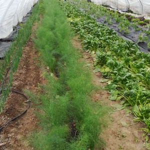 tunnel 1, 30 april: lenteui, venkel, spinazie (in te vriezen), de eerste tomatenplanten en sla