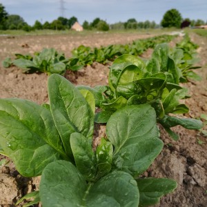 spinazie na regen na 3 weken droogte
