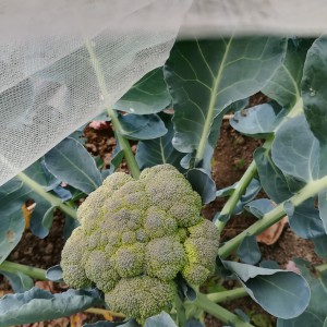 broccoli half juni