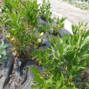 lavas (maggi-plant): tussen peterselie en selder