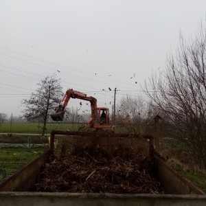 januari: verspreiden van hakselhout op het pad, met mestkar