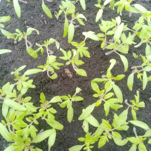 tomatenplantjes 4 weken na zaai