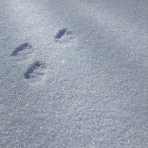 sneeuw met voetjessporen van muis of rat